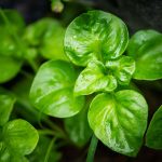 วอเตอร์แควส