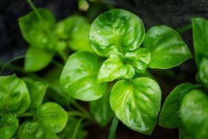 วอเตอร์แควส